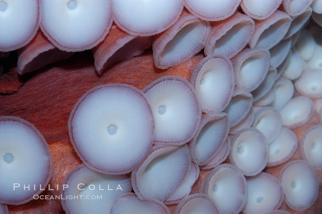 Tentacles (arms) and white disc-like suckers of a Giant Pacific Octopus.  The Giant Pacific Octopus arms can reach 16 feet from tip to tip, and the animal itself may weigh up to 600 pounds.  It ranges from Alaska to southern California., Octopus dofleini, natural history stock photograph, photo id 10279