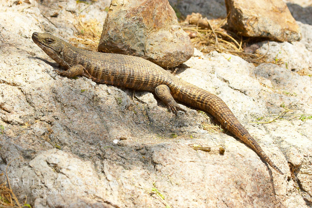 Giant plated lizard., Gerrhosaurus validus, natural history stock photograph, photo id 12560