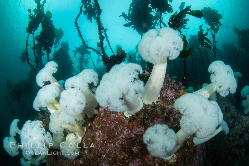 Giant Plumose Anemones cover underwater reef, Browning Pass, northern Vancouver Island, Canada. British Columbia, Metridium farcimen, natural history stock photograph, photo id 35286