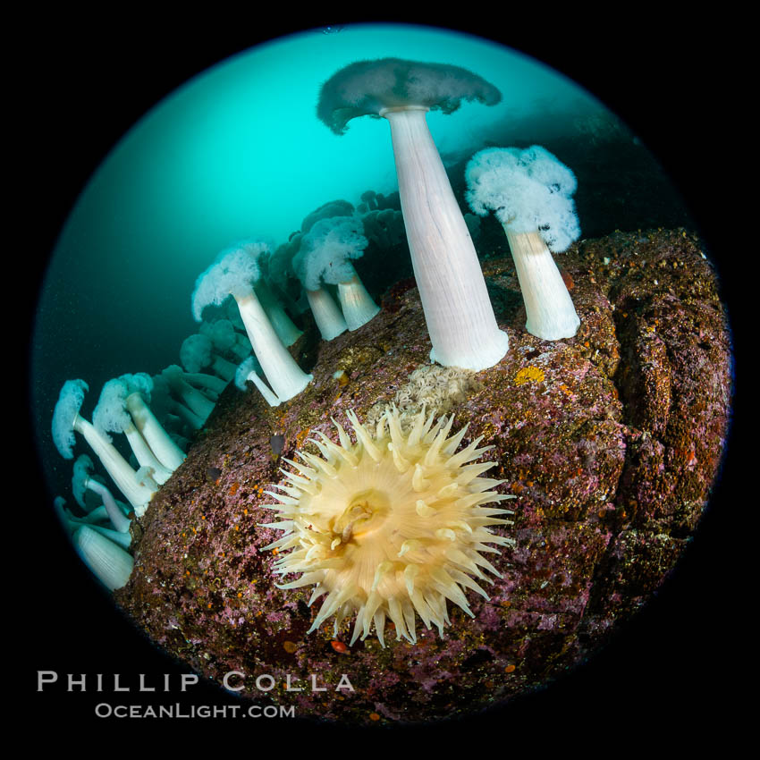 Giant Plumose Anemones cover underwater reef, Browning Pass, northern Vancouver Island, Canada. British Columbia, Metridium farcimen, natural history stock photograph, photo id 35346