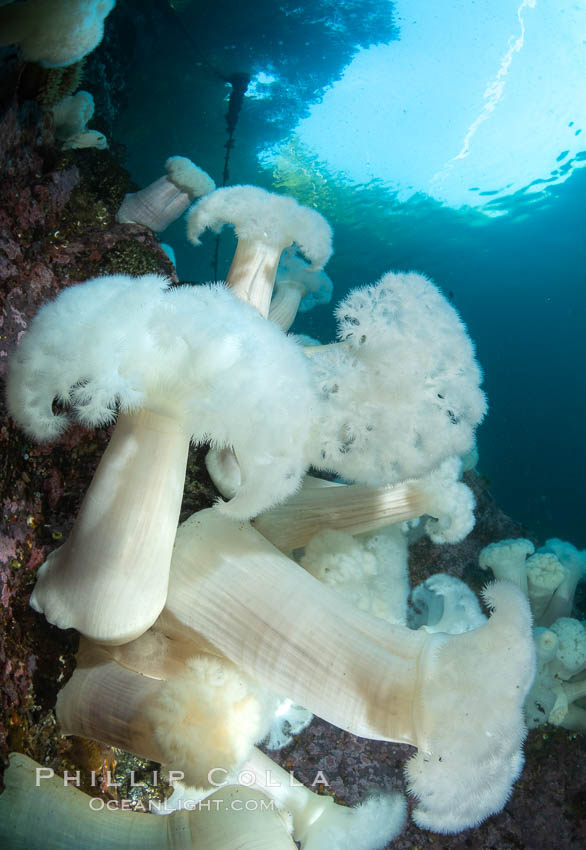 Giant Plumose Anemones cover underwater reef, Browning Pass, northern Vancouver Island, Canada. British Columbia, Metridium farcimen, natural history stock photograph, photo id 35370