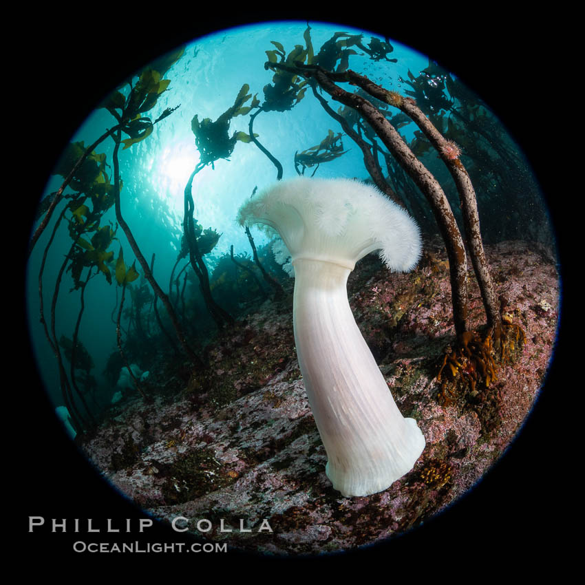 Giant Plumose Anemones cover underwater reef, Browning Pass, northern Vancouver Island, Canada. British Columbia, Metridium farcimen, natural history stock photograph, photo id 35406