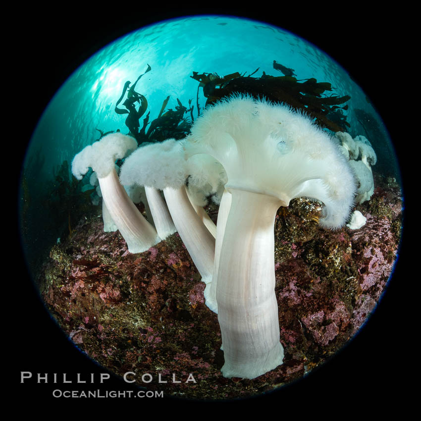 Giant Plumose Anemones cover underwater reef, Browning Pass, northern Vancouver Island, Canada. British Columbia, Metridium farcimen, natural history stock photograph, photo id 35514