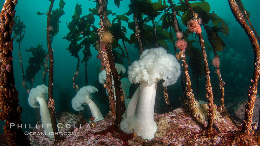 Giant Plumose Anemones cover underwater reef, Browning Pass, northern Vancouver Island, Canada. British Columbia, Metridium farcimen, natural history stock photograph, photo id 35522