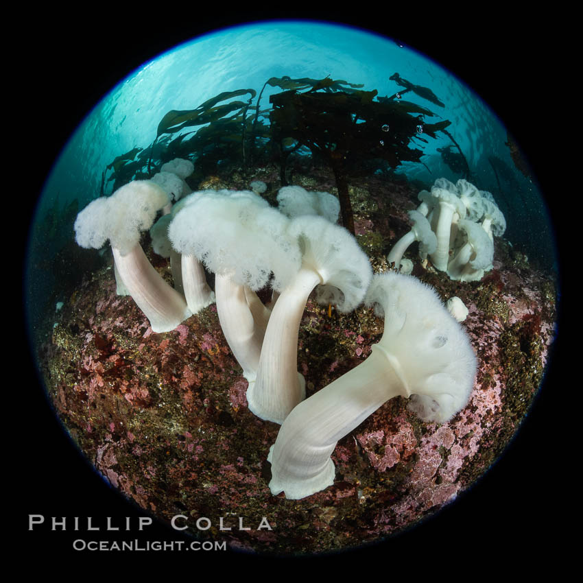 Giant Plumose Anemones cover underwater reef, Browning Pass, northern Vancouver Island, Canada, Metridium farcimen