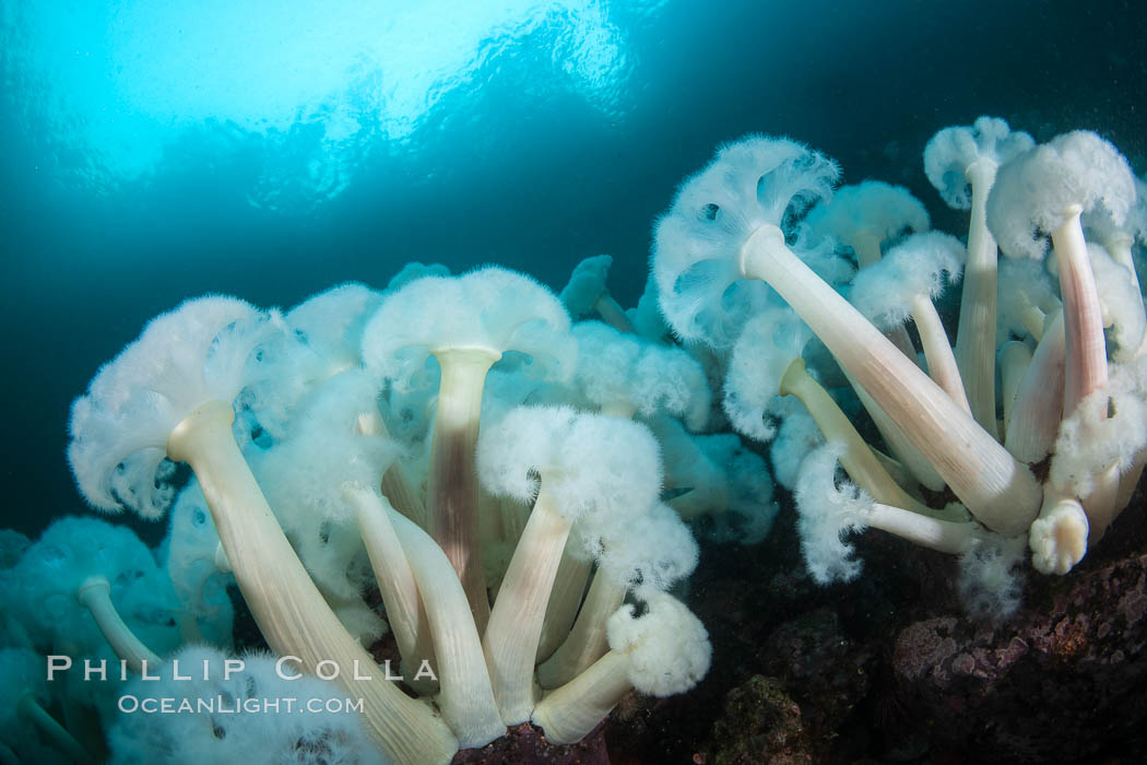Giant Plumose Anemones cover underwater reef, Browning Pass, northern Vancouver Island, Canada. British Columbia, Metridium farcimen, natural history stock photograph, photo id 35324