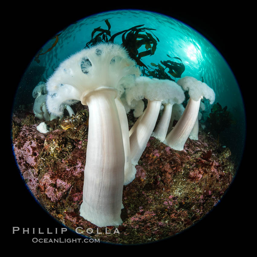 Giant Plumose Anemones cover underwater reef, Browning Pass, northern Vancouver Island, Canada. British Columbia, Metridium farcimen, natural history stock photograph, photo id 35344