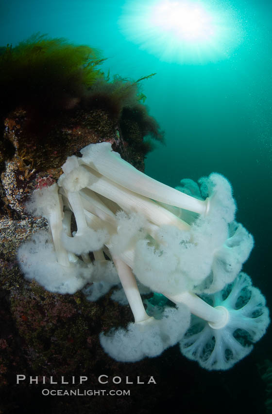 Giant Plumose Anemones cover underwater reef, Browning Pass, northern Vancouver Island, Canada. British Columbia, Metridium farcimen, natural history stock photograph, photo id 35396