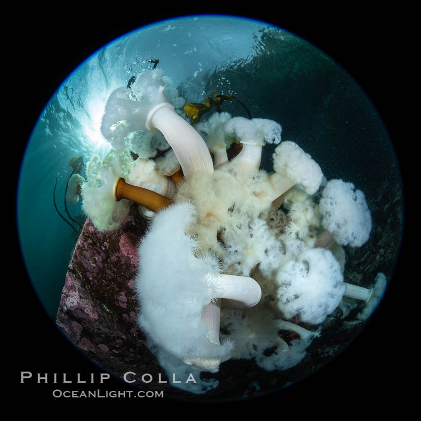 Giant Plumose Anemones cover underwater reef, Browning Pass, northern Vancouver Island, Canada. British Columbia, Metridium farcimen, natural history stock photograph, photo id 35404