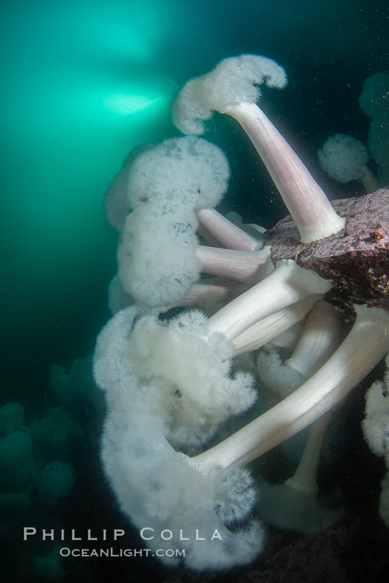 Giant Plumose Anemones cover underwater reef, Browning Pass, northern Vancouver Island, Canada. British Columbia, Metridium farcimen, natural history stock photograph, photo id 35436