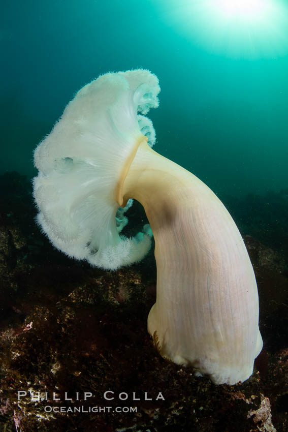 Giant Plumose Anemones cover underwater reef, Browning Pass, northern Vancouver Island, Canada. British Columbia, Metridium farcimen, natural history stock photograph, photo id 35500