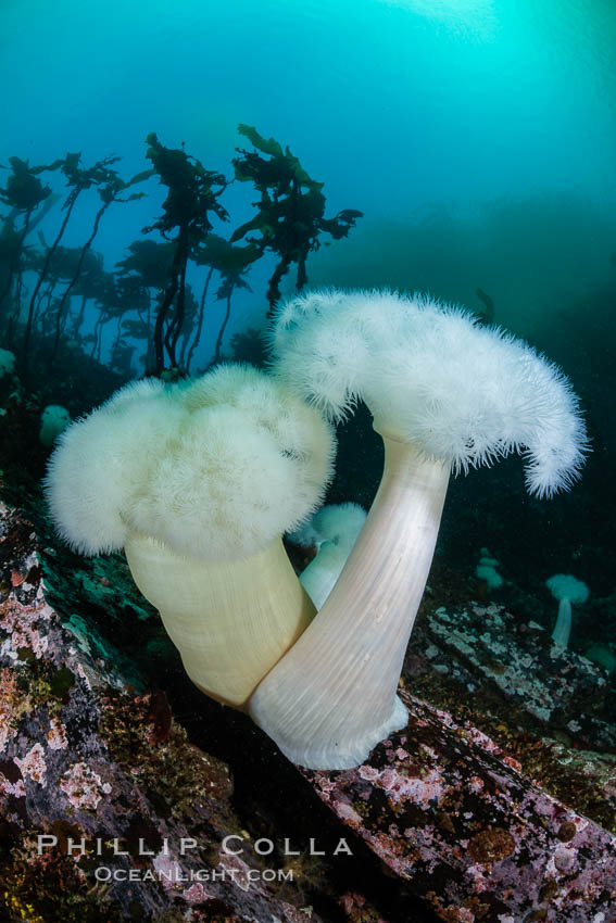 Giant Plumose Anemones cover underwater reef, Browning Pass, northern Vancouver Island, Canada. British Columbia, Metridium farcimen, natural history stock photograph, photo id 35504