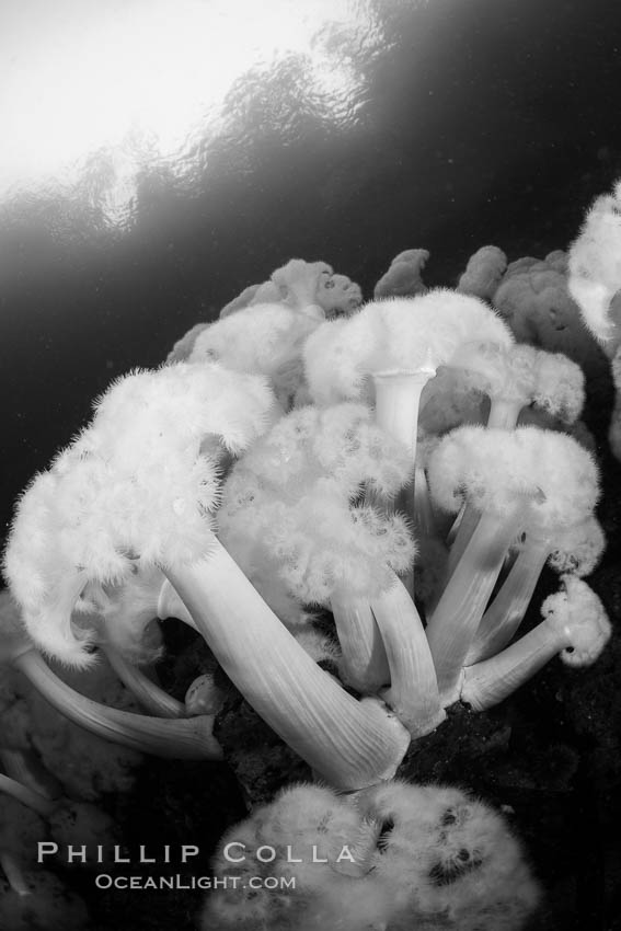 Giant Plumose Anemones cover underwater reef, Browning Pass, northern Vancouver Island, Canada. British Columbia, natural history stock photograph, photo id 35824
