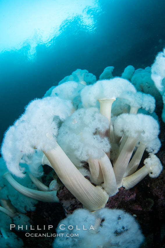 Giant Plumose Anemones cover underwater reef, Browning Pass, northern Vancouver Island, Canada, Metridium farcimen