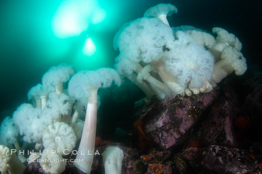 Giant Plumose Anemones cover underwater reef, Browning Pass, northern Vancouver Island, Canada, Metridium farcimen