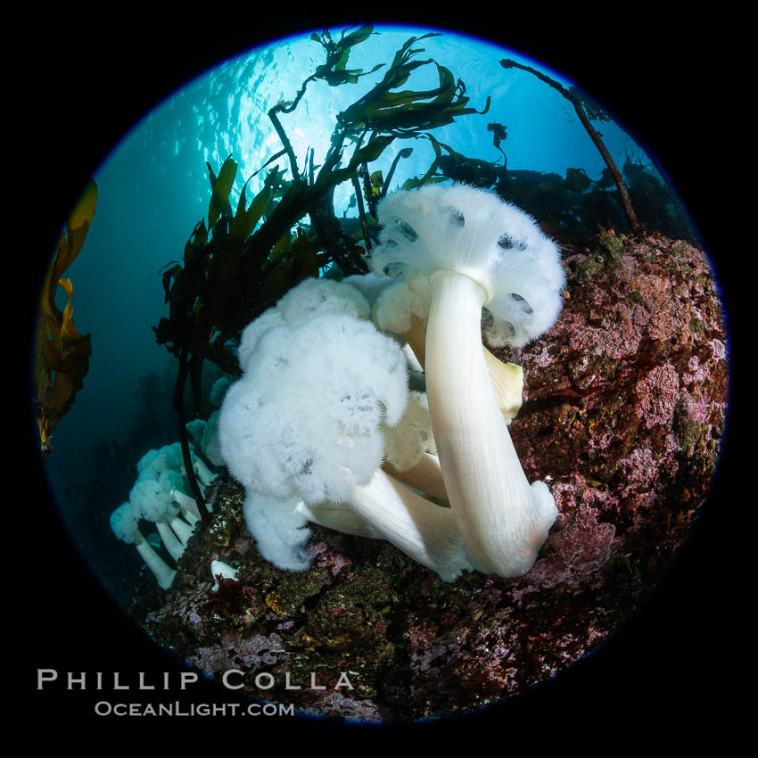 Giant Plumose Anemones cover underwater reef, Browning Pass, northern Vancouver Island, Canada. British Columbia, Metridium farcimen, natural history stock photograph, photo id 35343