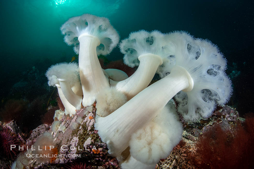 Giant Plumose Anemones cover underwater reef, Browning Pass, northern Vancouver Island, Canada. British Columbia, Metridium farcimen, natural history stock photograph, photo id 35399