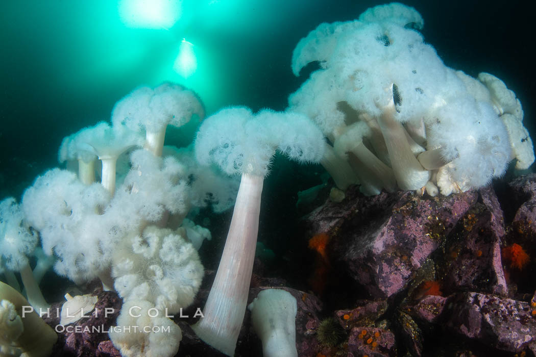 Giant Plumose Anemones cover underwater reef, Browning Pass, northern Vancouver Island, Canada. British Columbia, Metridium farcimen, natural history stock photograph, photo id 35435