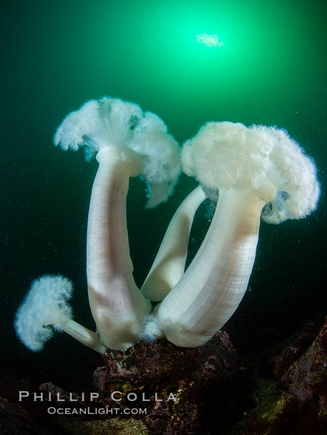 Giant Plumose Anemones cover underwater reef, Browning Pass, northern Vancouver Island, Canada. British Columbia, Metridium farcimen, natural history stock photograph, photo id 35475