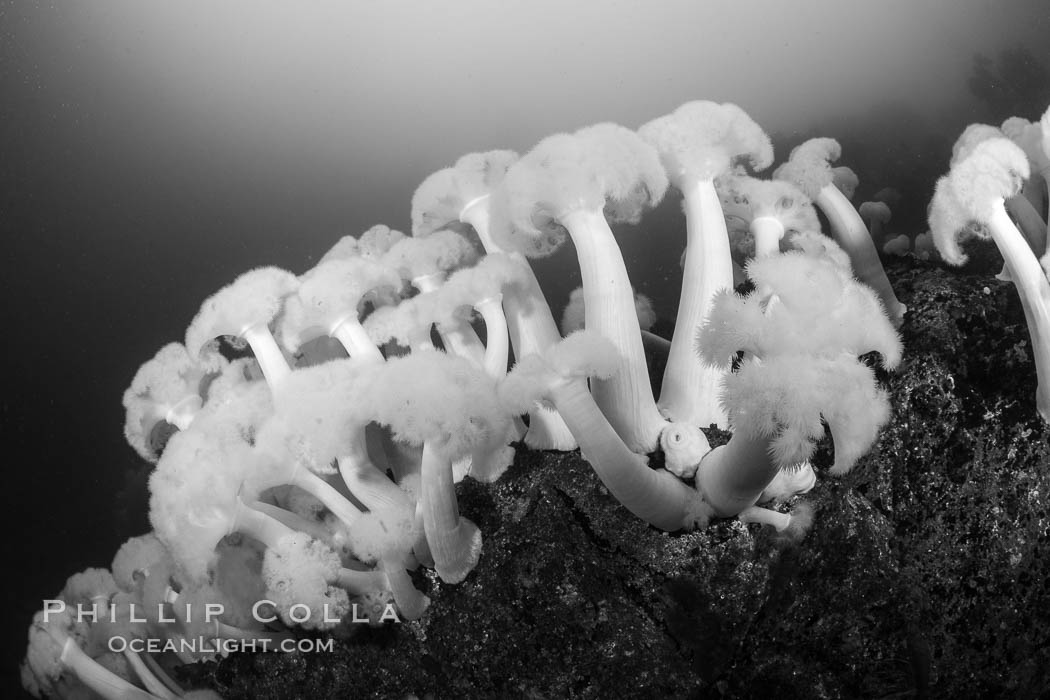 Giant Plumose Anemones cover underwater reef, Browning Pass, northern Vancouver Island, Canada. British Columbia, Metridium farcimen, natural history stock photograph, photo id 35523