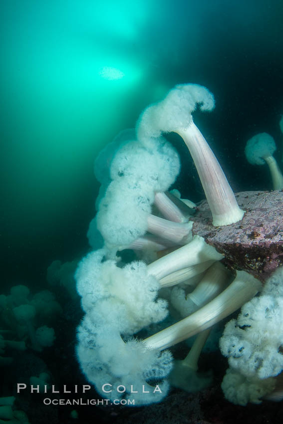 Giant Plumose Anemones cover underwater reef, Browning Pass, northern Vancouver Island, Canada. British Columbia, Metridium farcimen, natural history stock photograph, photo id 35305