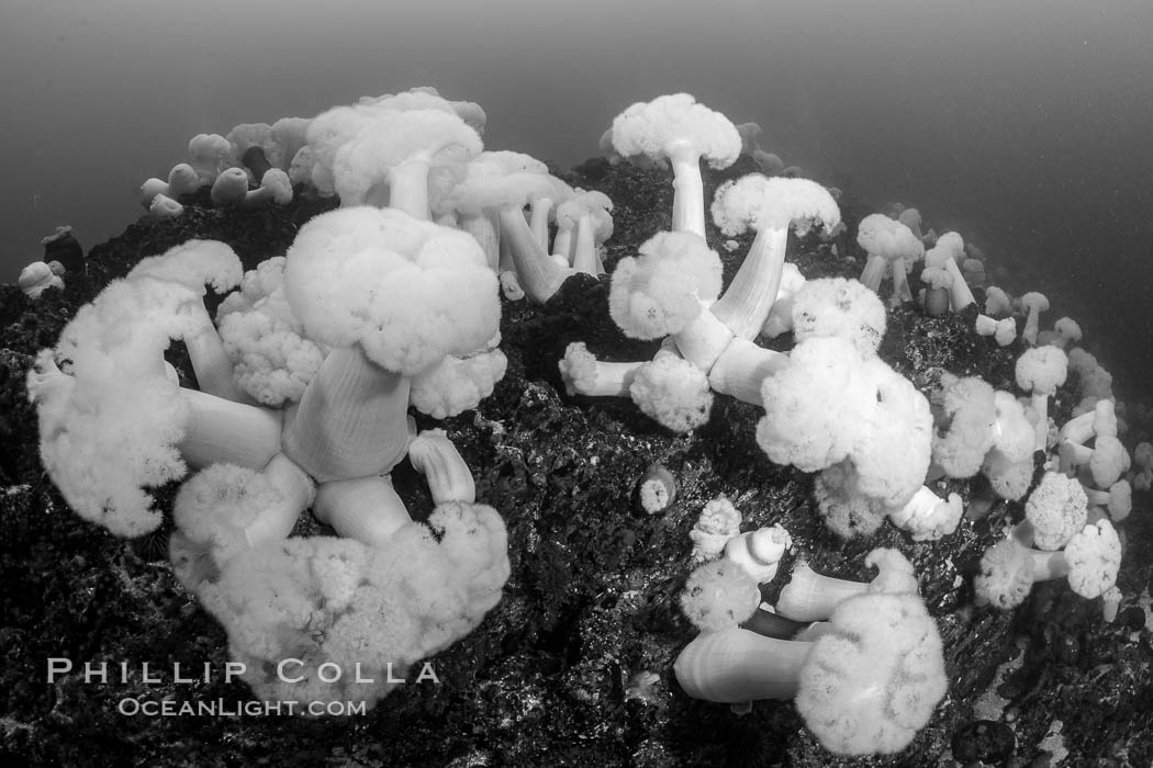 Giant Plumose Anemones cover underwater reef, Browning Pass, northern Vancouver Island, Canada. British Columbia, Metridium farcimen, natural history stock photograph, photo id 35409