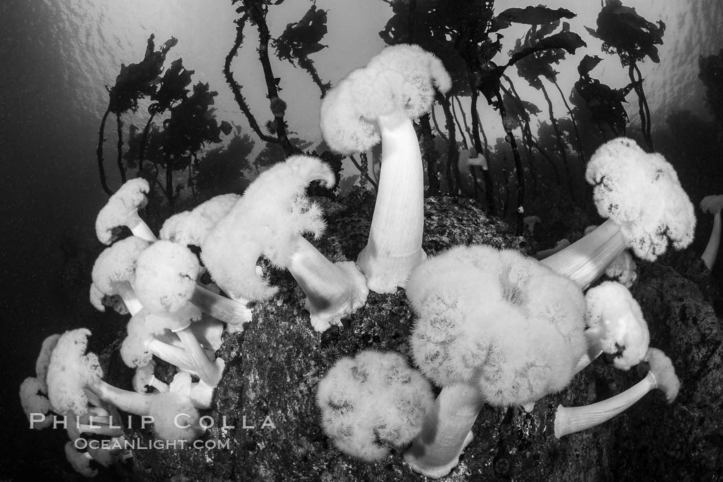 Giant Plumose Anemones cover underwater reef, Browning Pass, northern Vancouver Island, Canada. British Columbia, Metridium farcimen, natural history stock photograph, photo id 35417