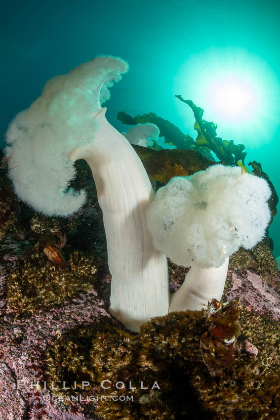 Giant Plumose Anemones cover underwater reef, Browning Pass, northern Vancouver Island, Canada. British Columbia, Metridium farcimen, natural history stock photograph, photo id 35501