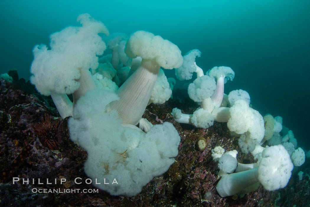 Giant Plumose Anemones cover underwater reef, Browning Pass, northern Vancouver Island, Canada. British Columbia, Metridium farcimen, natural history stock photograph, photo id 35517
