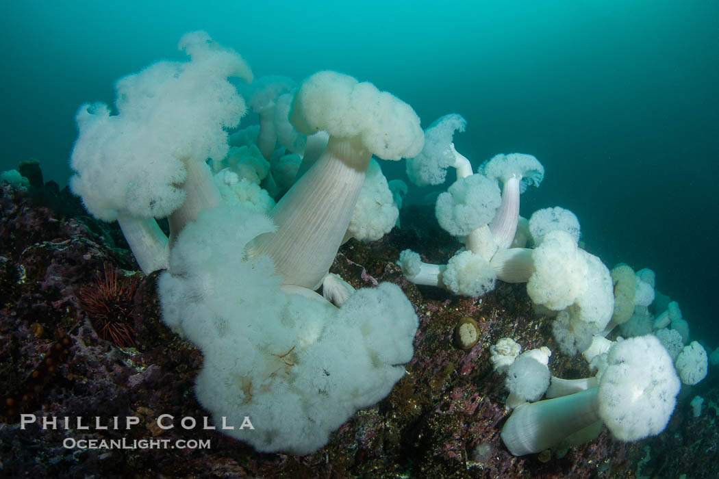 Giant Plumose Anemones cover underwater reef, Browning Pass, northern Vancouver Island, Canada., Metridium farcimen, natural history stock photograph, photo id 35517