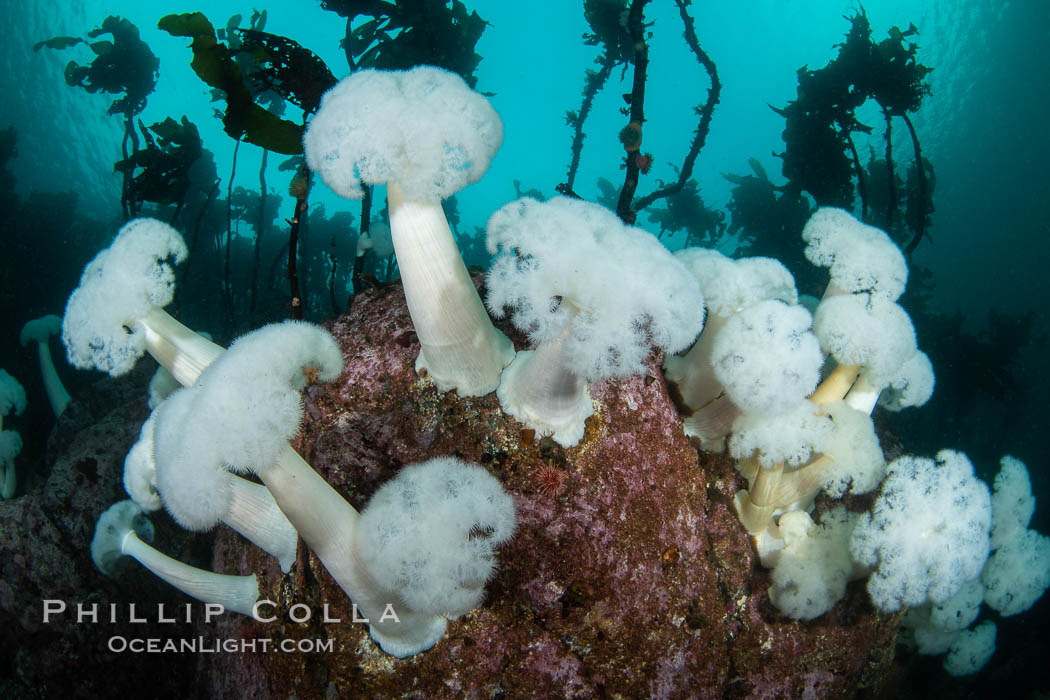 Giant Plumose Anemones cover underwater reef, Browning Pass, northern Vancouver Island, Canada. British Columbia, Metridium farcimen, natural history stock photograph, photo id 35521