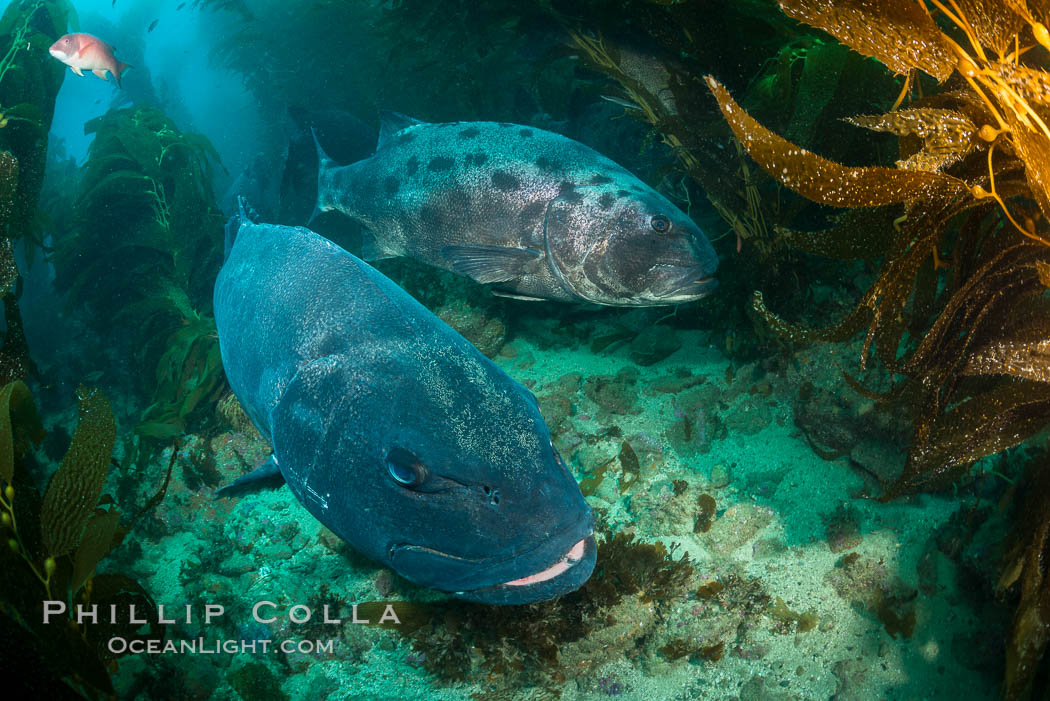 Two Giant sea bass comprise a courting pair as part of a larger mating aggregation amid the kelp forest at Catalina Island. In summer months, giant seabass gather in kelp forests in California to form mating aggregations leading to spawning.  Courtship behaviors include circling of pairs of giant sea bass, production of booming sounds by presumed males, and nudging of females by males in what is though to be an effort to encourage spawning, Stereolepis gigas