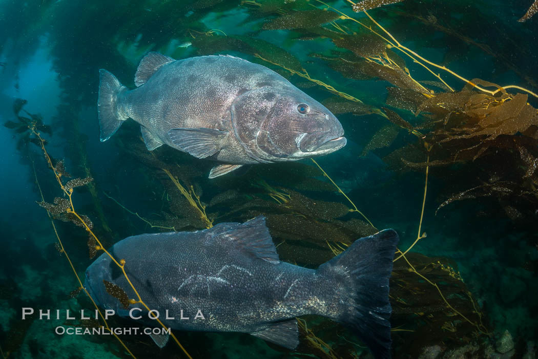 Giant black sea bass, gathering in a mating - courtship aggregation amid kelp forest, Catalina Island. California, USA, Stereolepis gigas, natural history stock photograph, photo id 33366