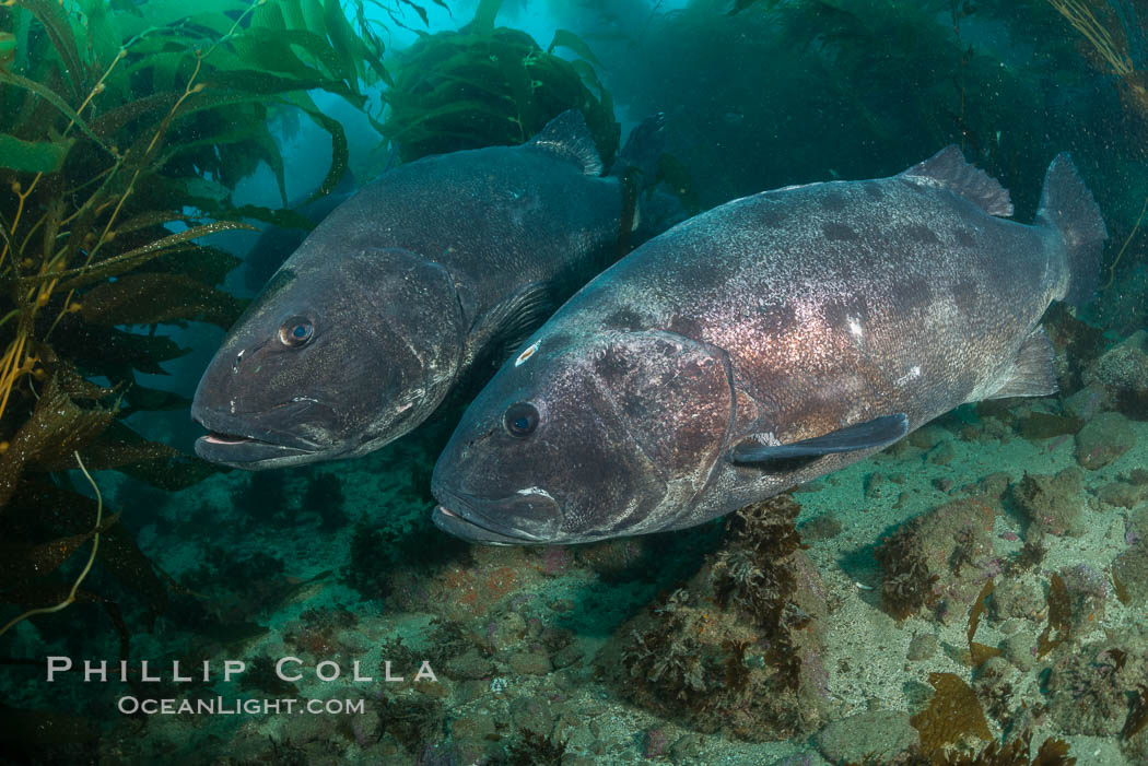 Giant black sea bass, gathering in a mating - courtship aggregation amid kelp forest, Catalina Island. California, USA, Stereolepis gigas, natural history stock photograph, photo id 33414