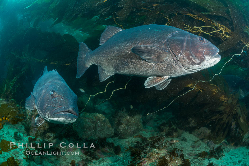 Two Giant black sea bass hover in the kelp forest as a courting pair, part of a larger mating aggregation at Catalina Island. In summer months, giant black seabass gather in kelp forests in California to form mating aggregations leading to spawning.  Courtship behaviors include circling of pairs of giant sea bass, production of booming sounds by presumed males, and nudging of females by males in what is though to be an effort to encourage spawning. USA, Stereolepis gigas, natural history stock photograph, photo id 33360