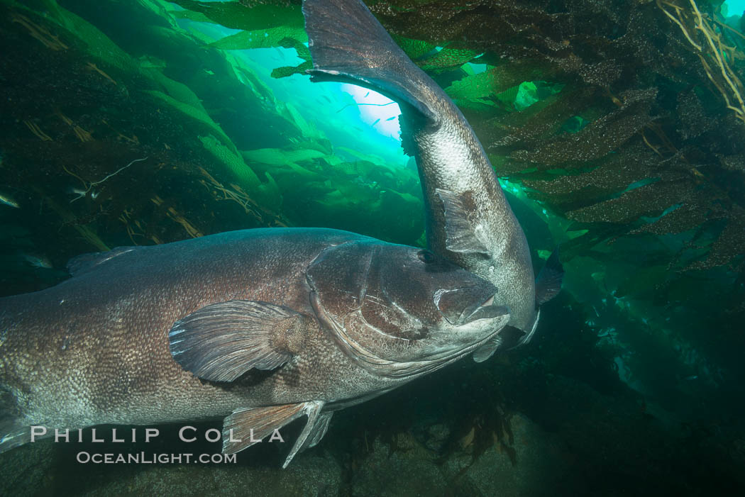 A male giant sea bass nudges a female giant sea bass to encourage spawning as they swim in a tight circle. This courting pair of giant sea bass is deep in the kelp forest at Catalina Island. In summer months, giant sea bass gather in kelp forests in California to form courtship and mating aggregations, eventually leading to spawning, Stereolepis gigas