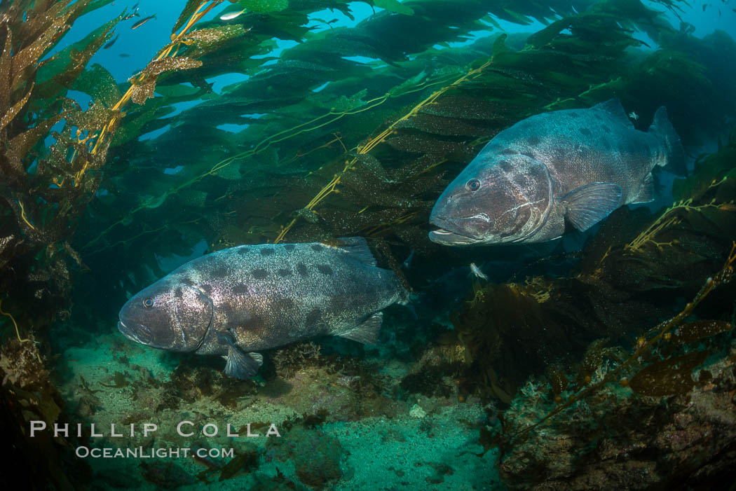 Giant black sea bass, gathering in a mating - courtship aggregation amid kelp forest, Catalina Island, Stereolepis gigas