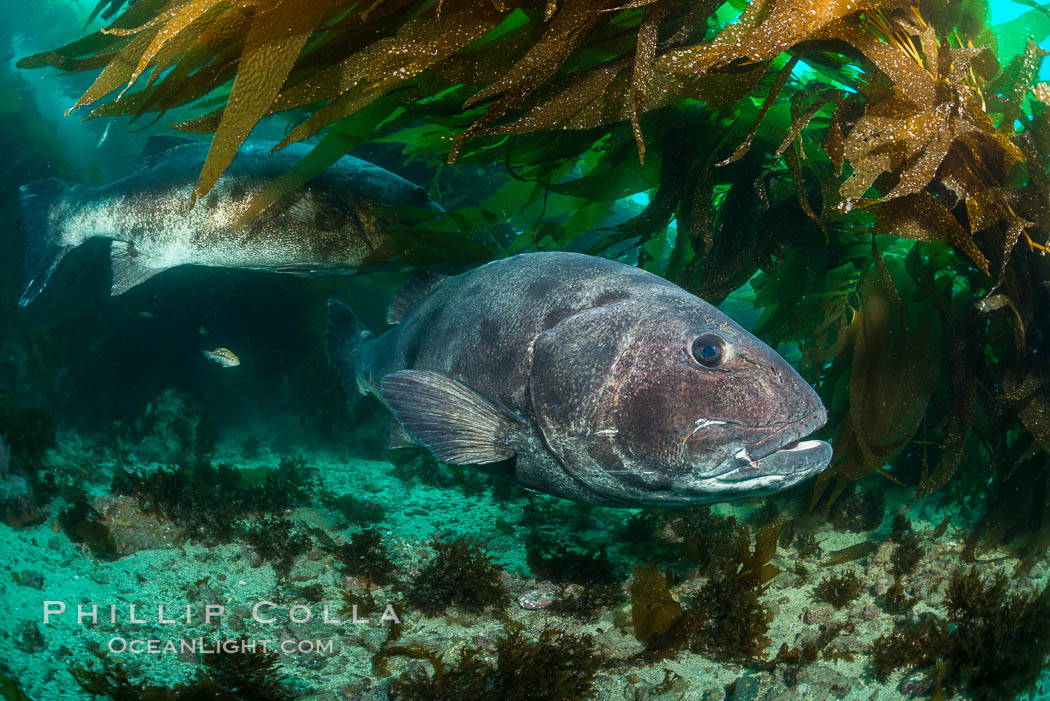 Giant black sea bass, gathering in a mating - courtship aggregation amid kelp forest, Catalina Island. California, USA, Stereolepis gigas, natural history stock photograph, photo id 33404