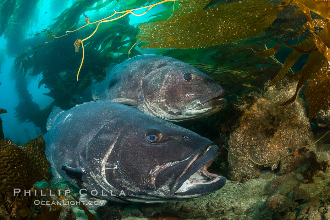 Giant black sea bass, gathering in a mating - courtship aggregation amid kelp forest, Catalina Island, Stereolepis gigas