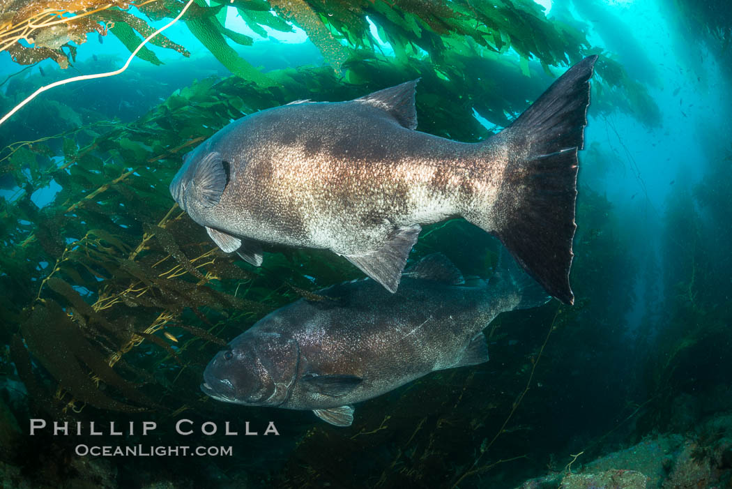 Giant black sea bass, gathering in a mating - courtship aggregation amid kelp forest, Catalina Island. California, USA, Stereolepis gigas, natural history stock photograph, photo id 33379