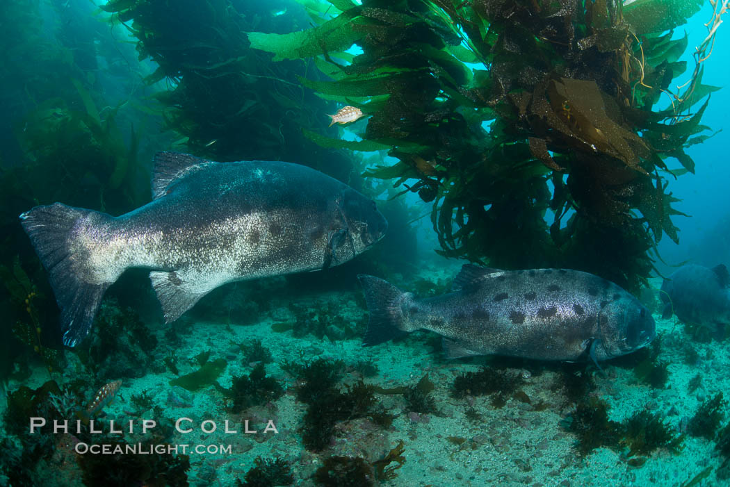 Giant black sea bass, gathering in a mating - courtship aggregation amid kelp forest, Catalina Island. California, USA, Stereolepis gigas, natural history stock photograph, photo id 33403