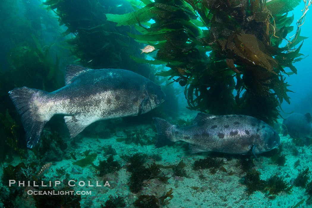 Giant black sea bass, gathering in a mating - courtship aggregation amid kelp forest, Catalina Island., Stereolepis gigas, natural history stock photograph, photo id 33403