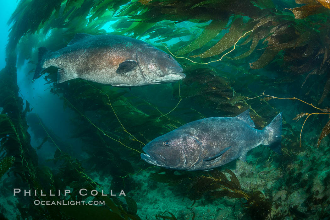Two giant black sea bass swim in a courtship circle, part of a larger gathering of a mating aggregation amid kelp forest, Catalina Island. In summer months, black seabass gather in kelp forests in California to form mating aggregations.  Courtship behaviors include circling of pairs of giant sea bass, production of booming sounds by presumed males, and nudging of females by males in what is though to be an effort to encourage spawning, Stereolepis gigas