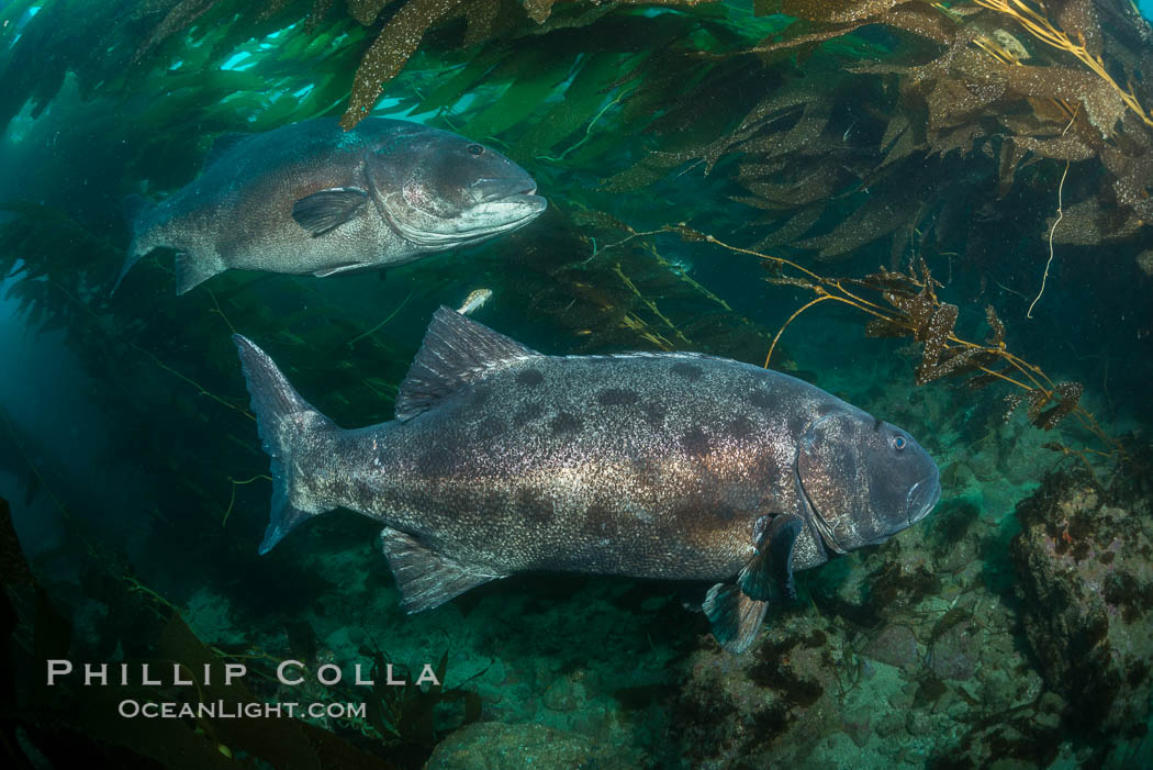Giant black sea bass, gathering in a mating - courtship aggregation amid kelp forest, Catalina Island. California, USA, Stereolepis gigas, natural history stock photograph, photo id 33397