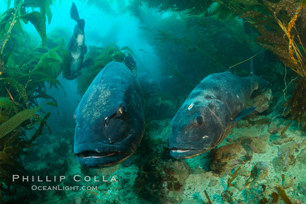 Giant black sea bass, gathering in a mating - courtship aggregation amid kelp forest, Catalina Island. California, USA, Stereolepis gigas, natural history stock photograph, photo id 33413