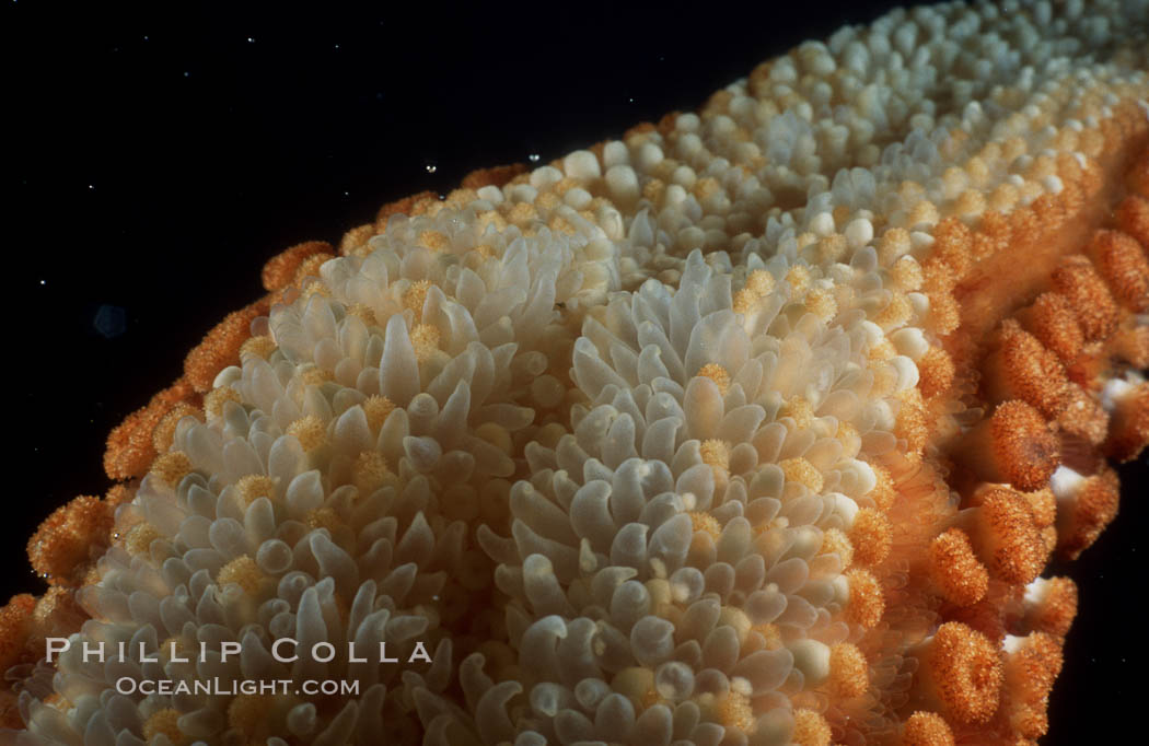 Giant sea star (starfish) detail. La Jolla, California, USA, Pisaster giganteus, natural history stock photograph, photo id 05366