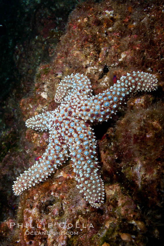 A giant sea star, or starfish, on a rocky reef underwater. San Clemente Island, California, USA, Pisaster giganteus, natural history stock photograph, photo id 25410