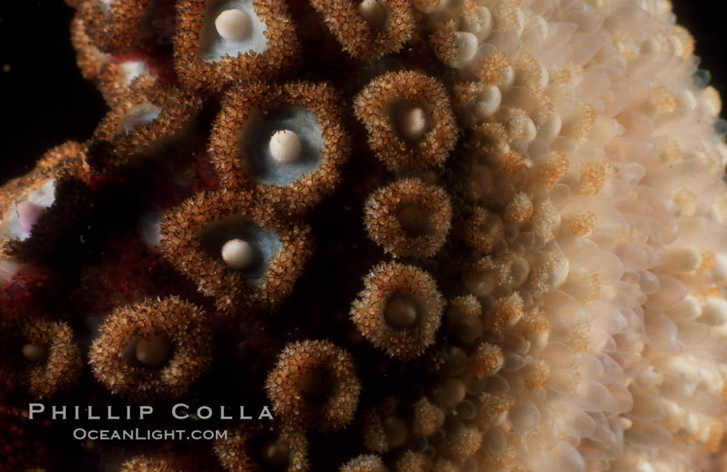 Giant sea star (starfish) detail. La Jolla, California, USA, Pisaster giganteus, natural history stock photograph, photo id 05363