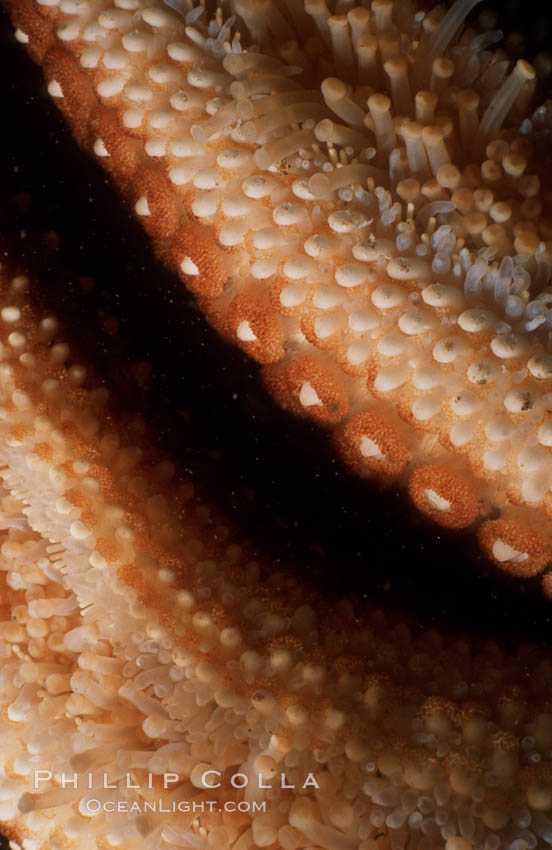 Giant sea star (starfish) detail. La Jolla, California, USA, Pisaster giganteus, natural history stock photograph, photo id 05364