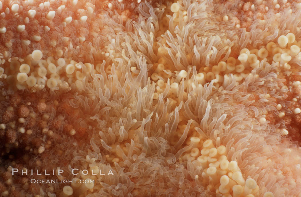 Giant sea star (starfish) detail. La Jolla, California, USA, Pisaster giganteus, natural history stock photograph, photo id 05367